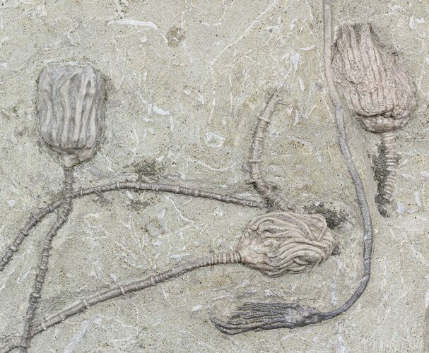 Dizygocrinus Crinoid Plate - Warsaw Formation, Illinois #56751